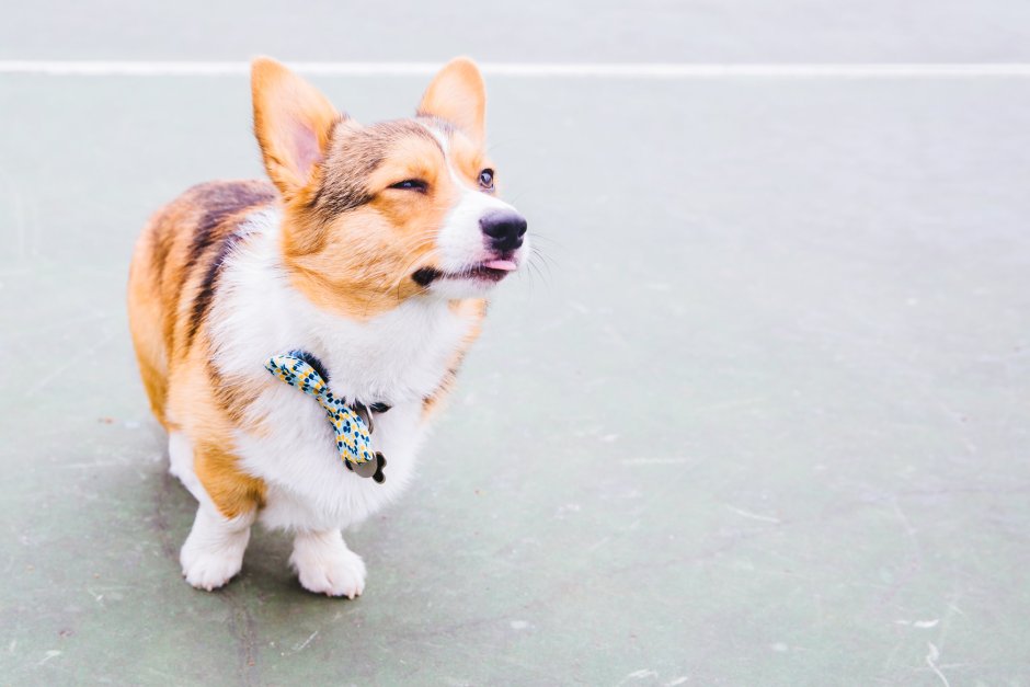 Собака корги Коржик