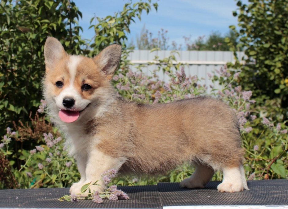 Вельш корги пемброк