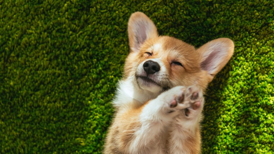 Довольная корги на однотонном фоне