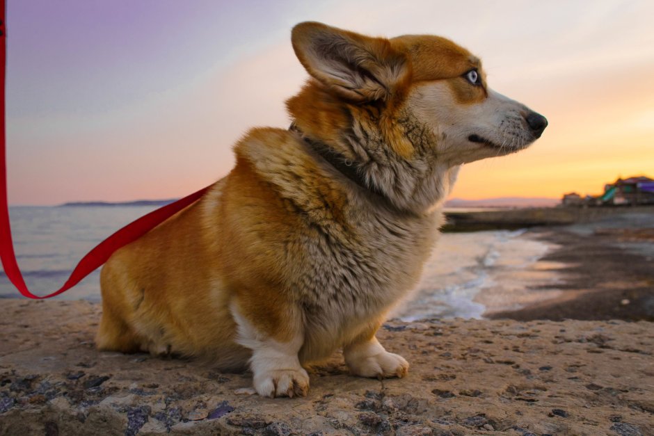 Корги на море
