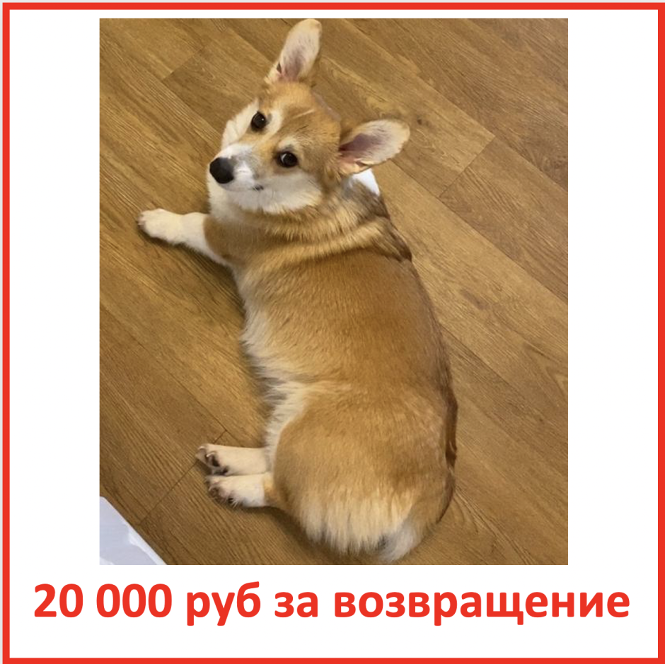 Спасибо за внимание корги