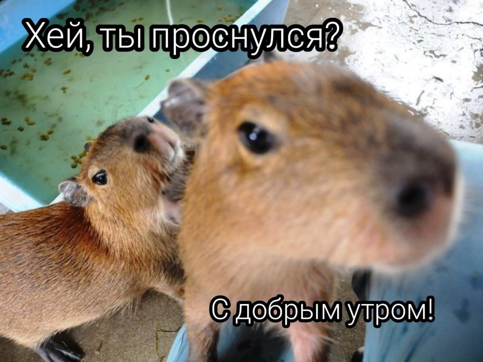 Корги и морская Свинка