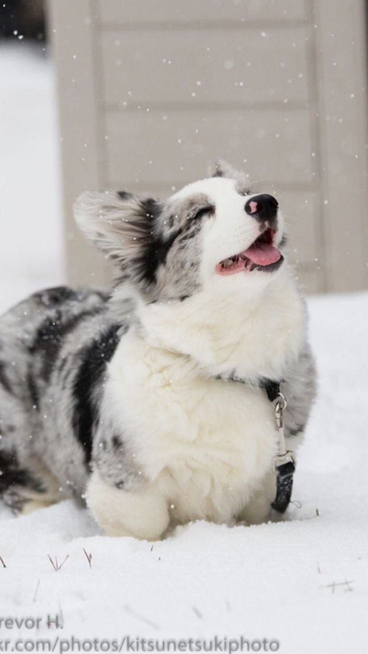 Вельш корги мраморный