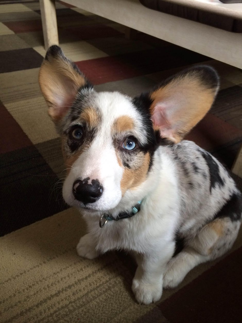 Корги Блю Мерль