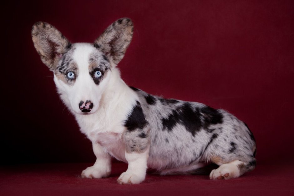 Вельш корги кардиган Блю Мерль