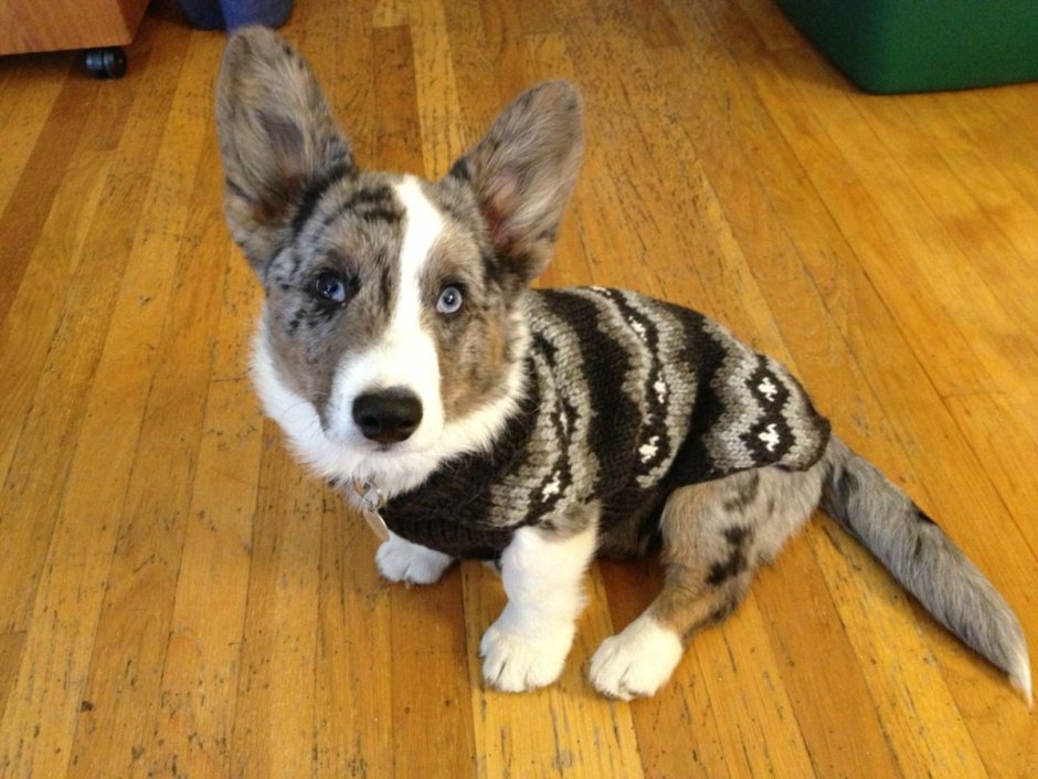 Корги Блю Мерль