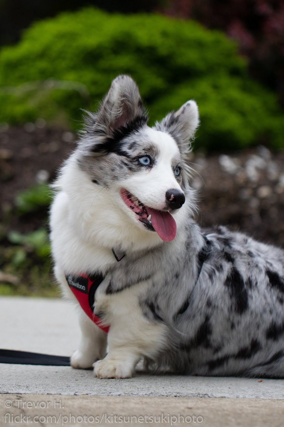 Корги Блю Мерль