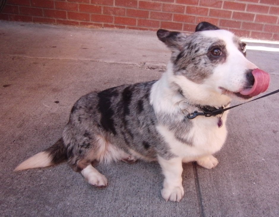 Корги Блю Мерль