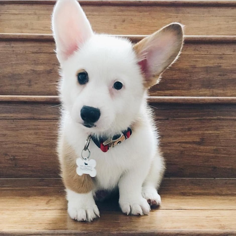 Белый корги пемброк