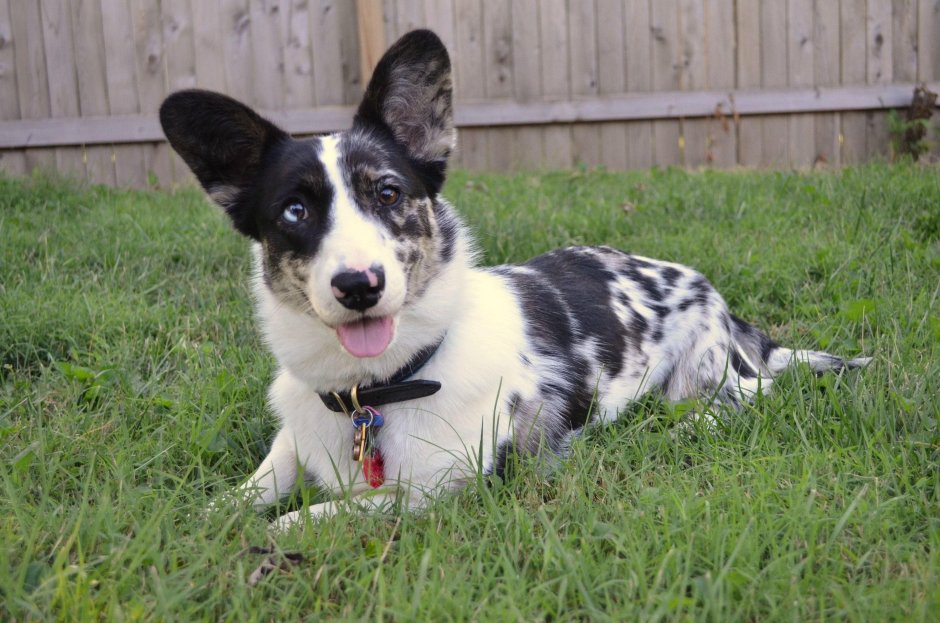 Вельш корги кардиган Блю Мерль