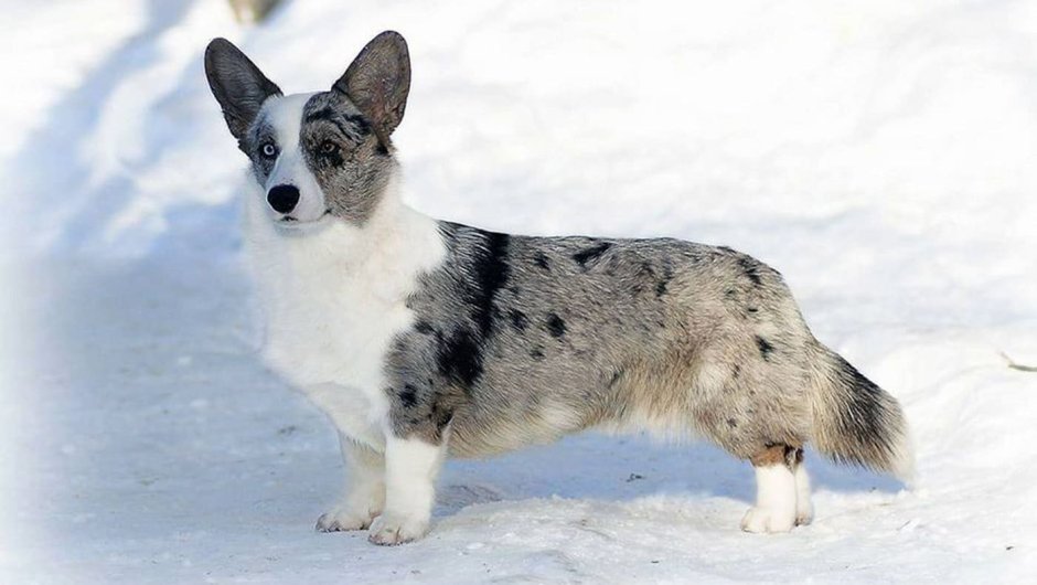 Кардиган Блю Мерль