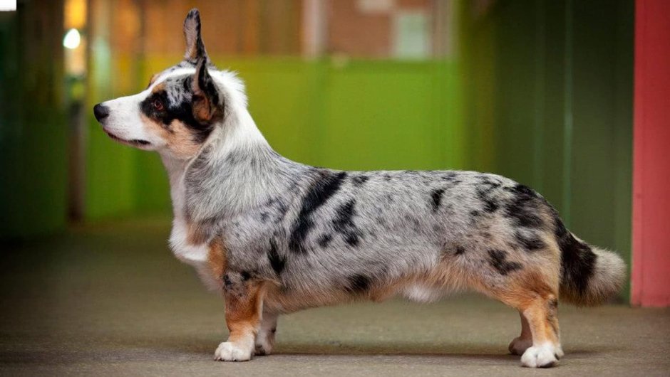 Вельш кардиган корги Blueberry