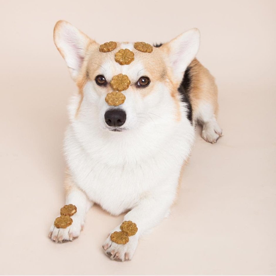 Белый корги