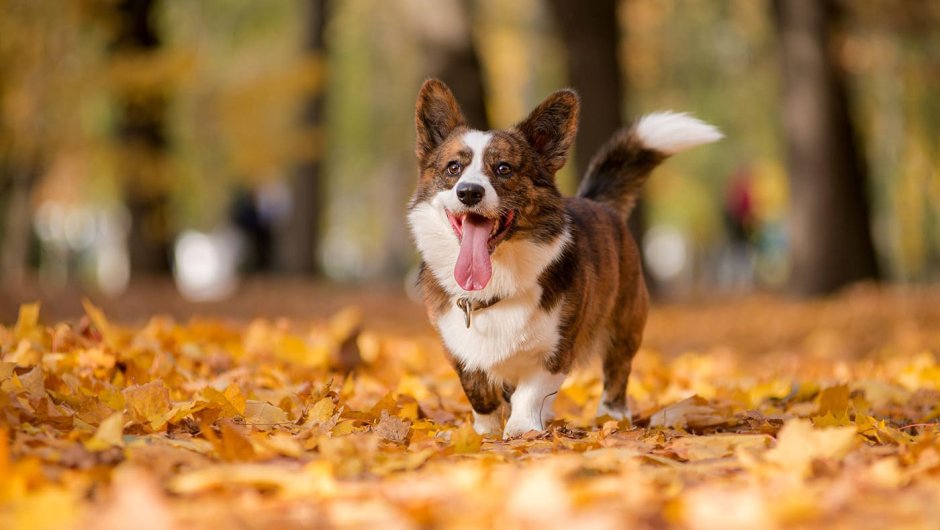 Вельш-корги кардиган бежит