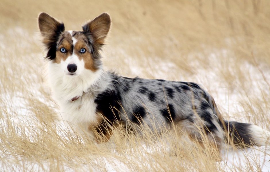 Вельш корги пемброк Блю Мерль