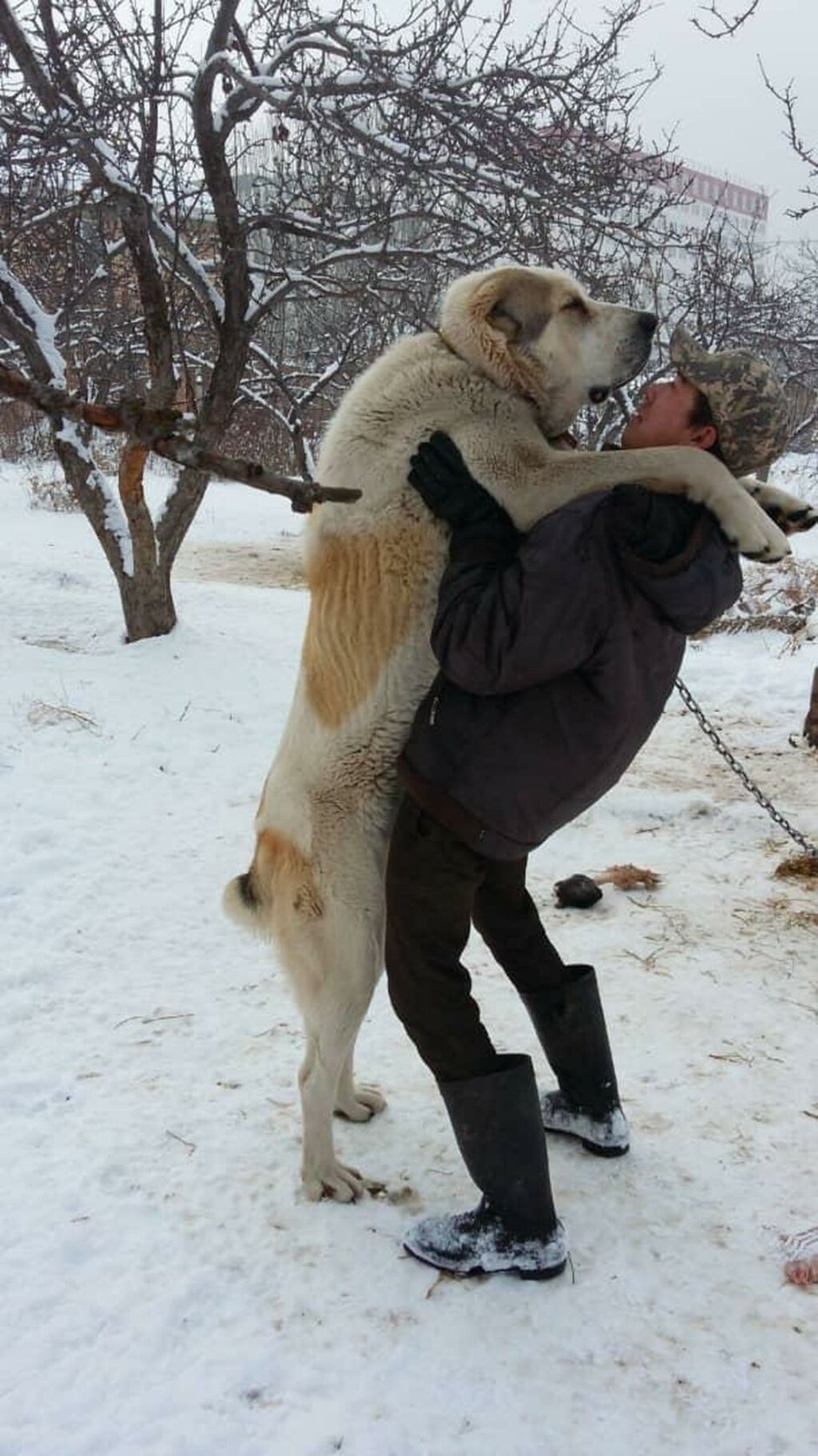 Алабай и доберман