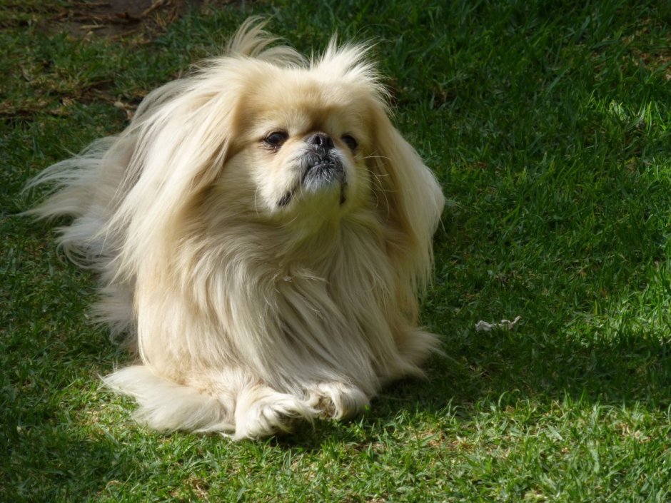 Пекинес Хин