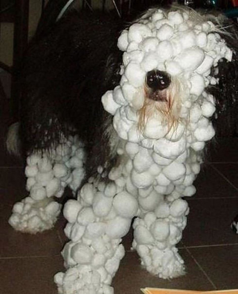 Шарик собака