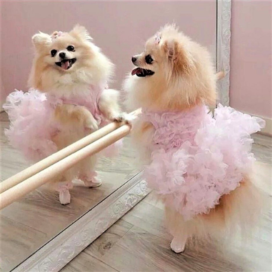 Шпиц в костюме