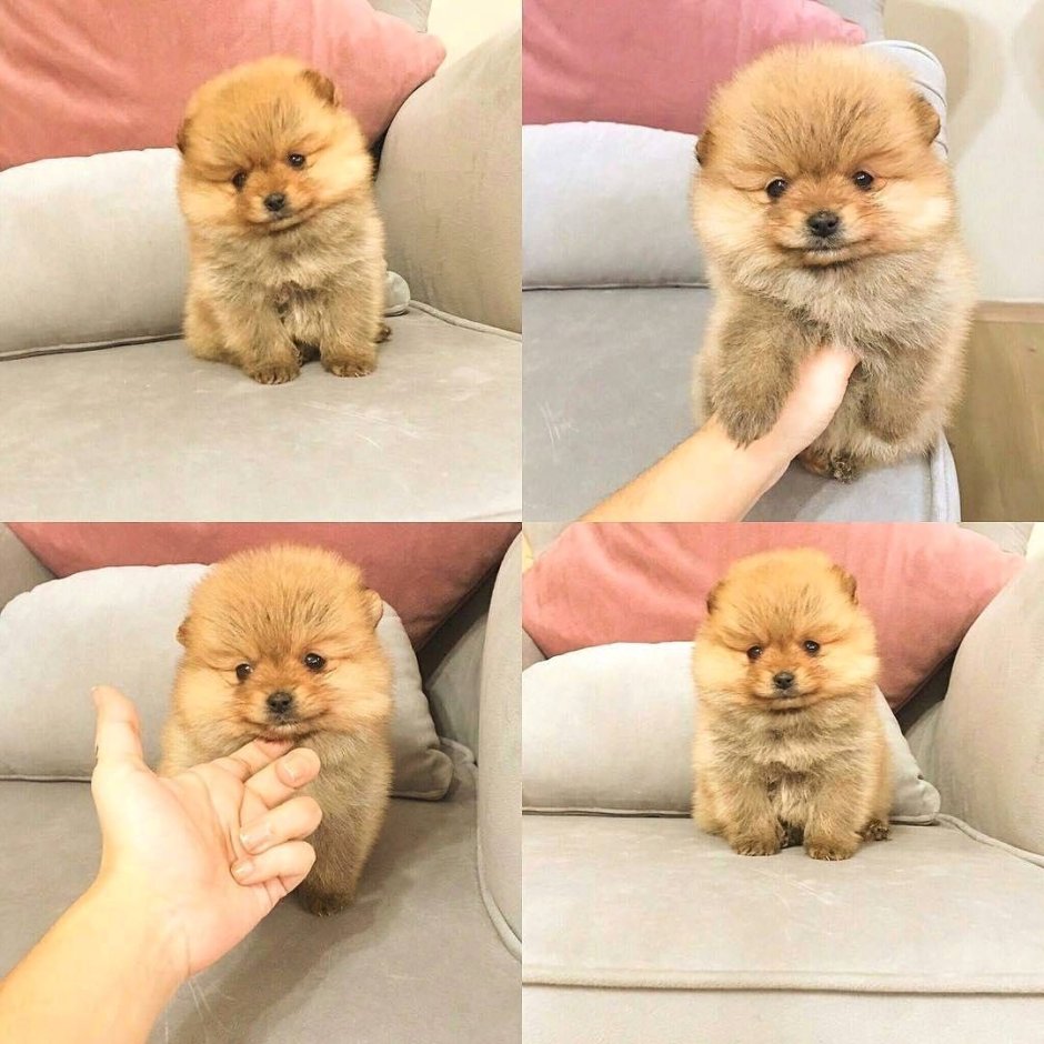 Шпиц с кем скрещен