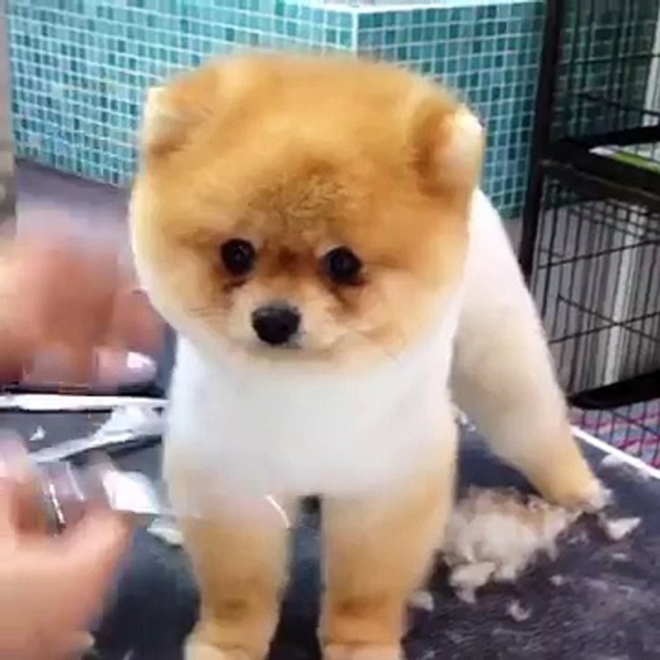 Необычные стрижки шпица