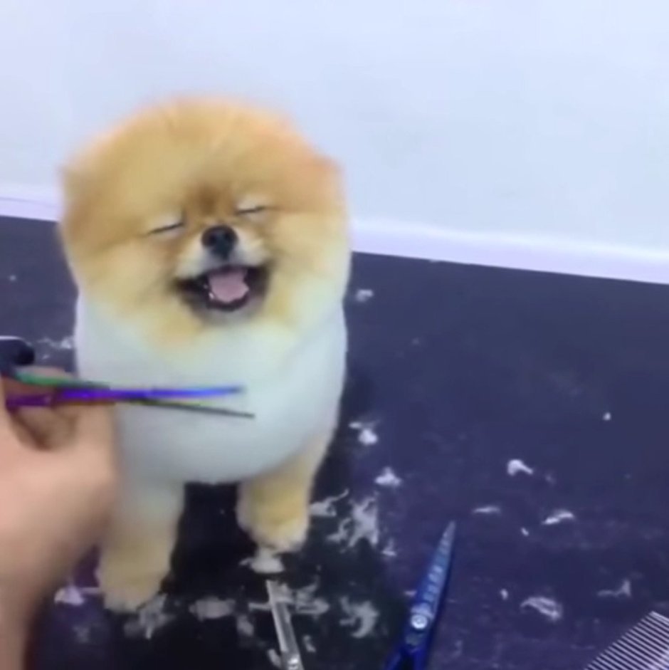 Egg Dog шпиц