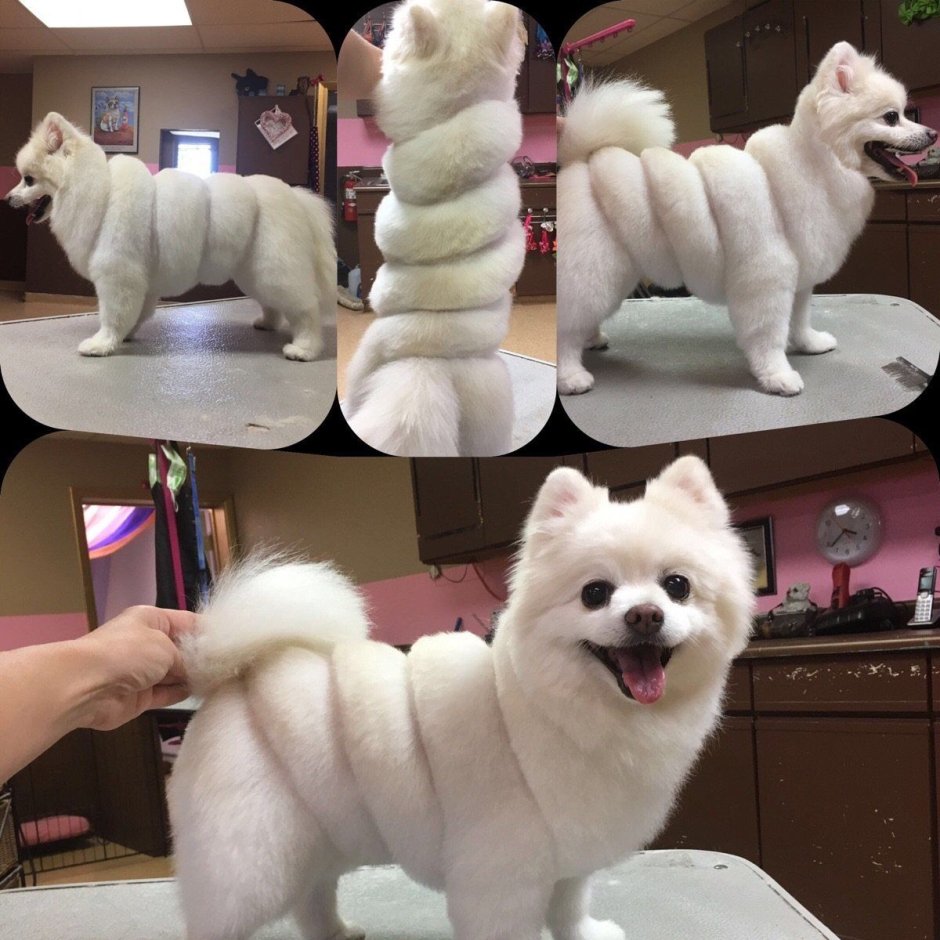 Прикольные Шпицы