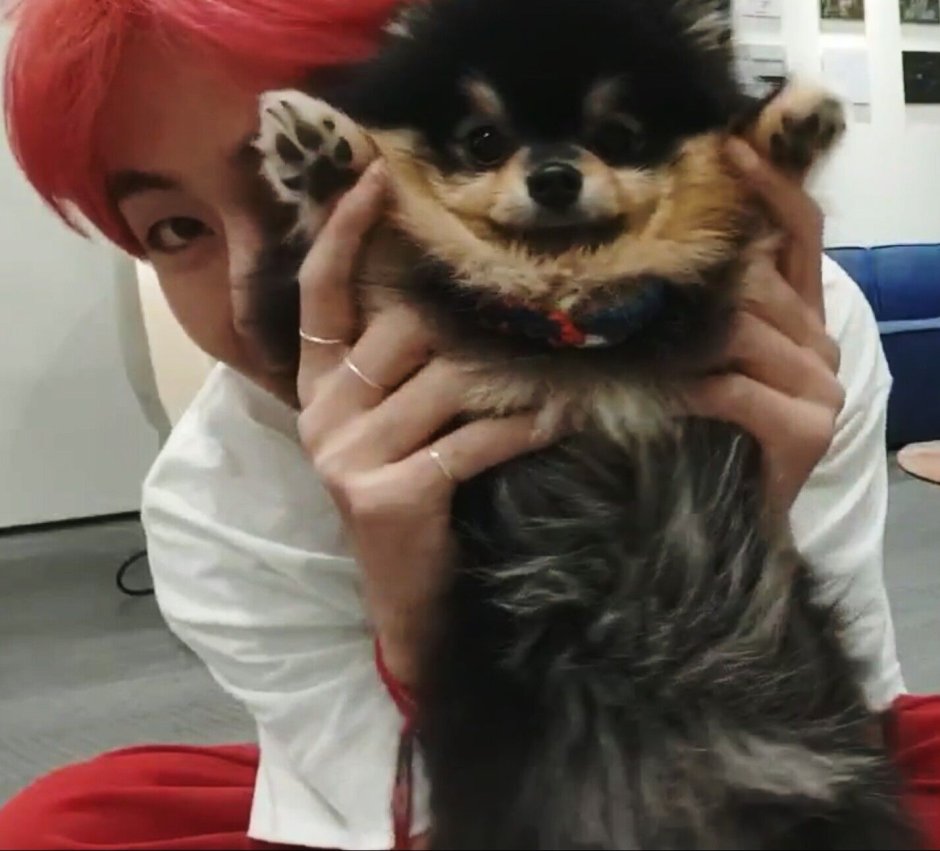 Собака Тэхена BTS ёнтан