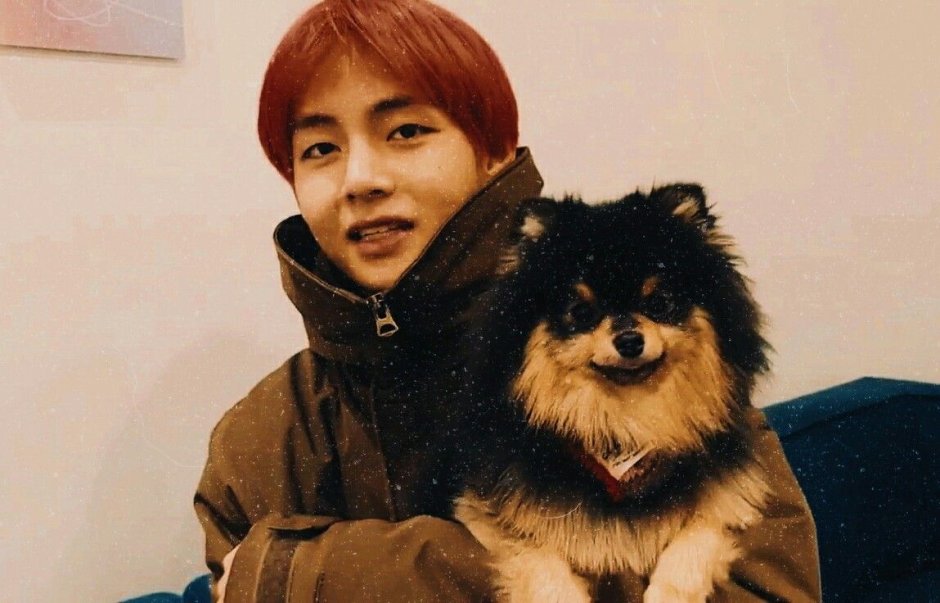 Собака Тэхена BTS ёнтан