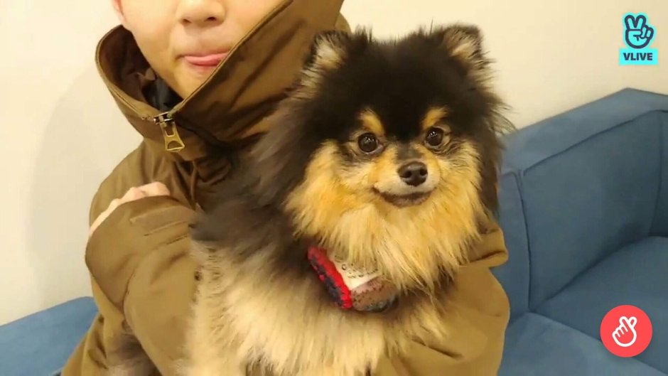 Yeotan Dog
