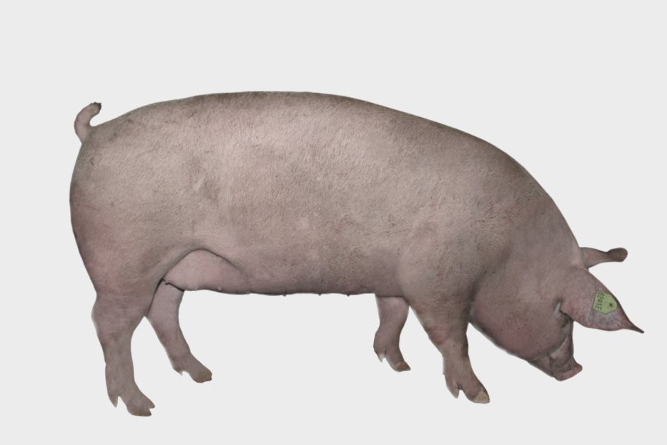 Ландрас Йоркшир