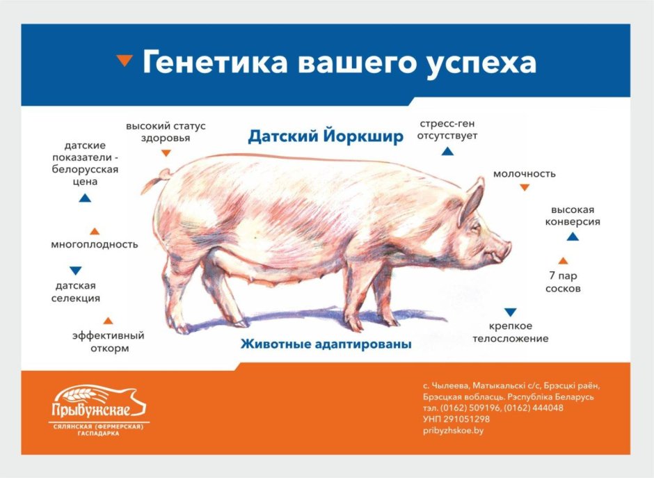 Порода свиней Йоркшир