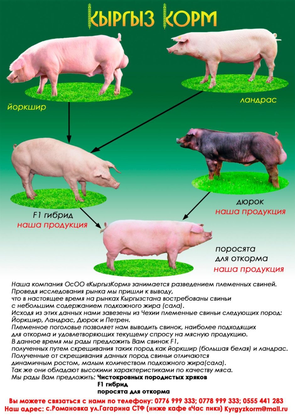 Эстонская беконная свинья