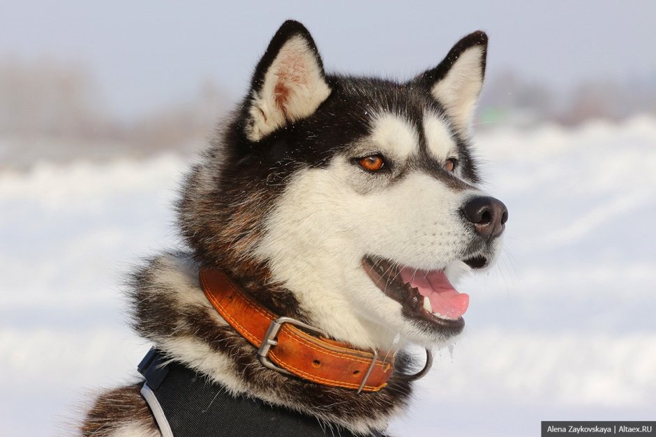 Ездовая лайка
