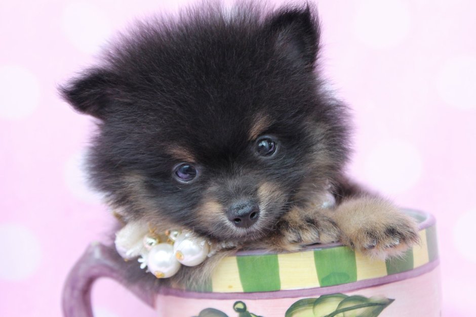 Померанский шпиц Teacup.