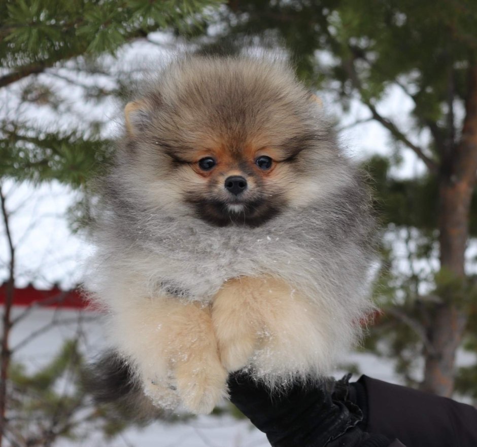 Шпиц рыжий Соболь