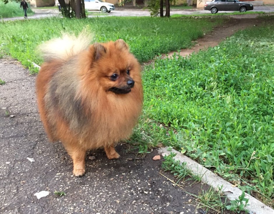 Соболиный шпиц