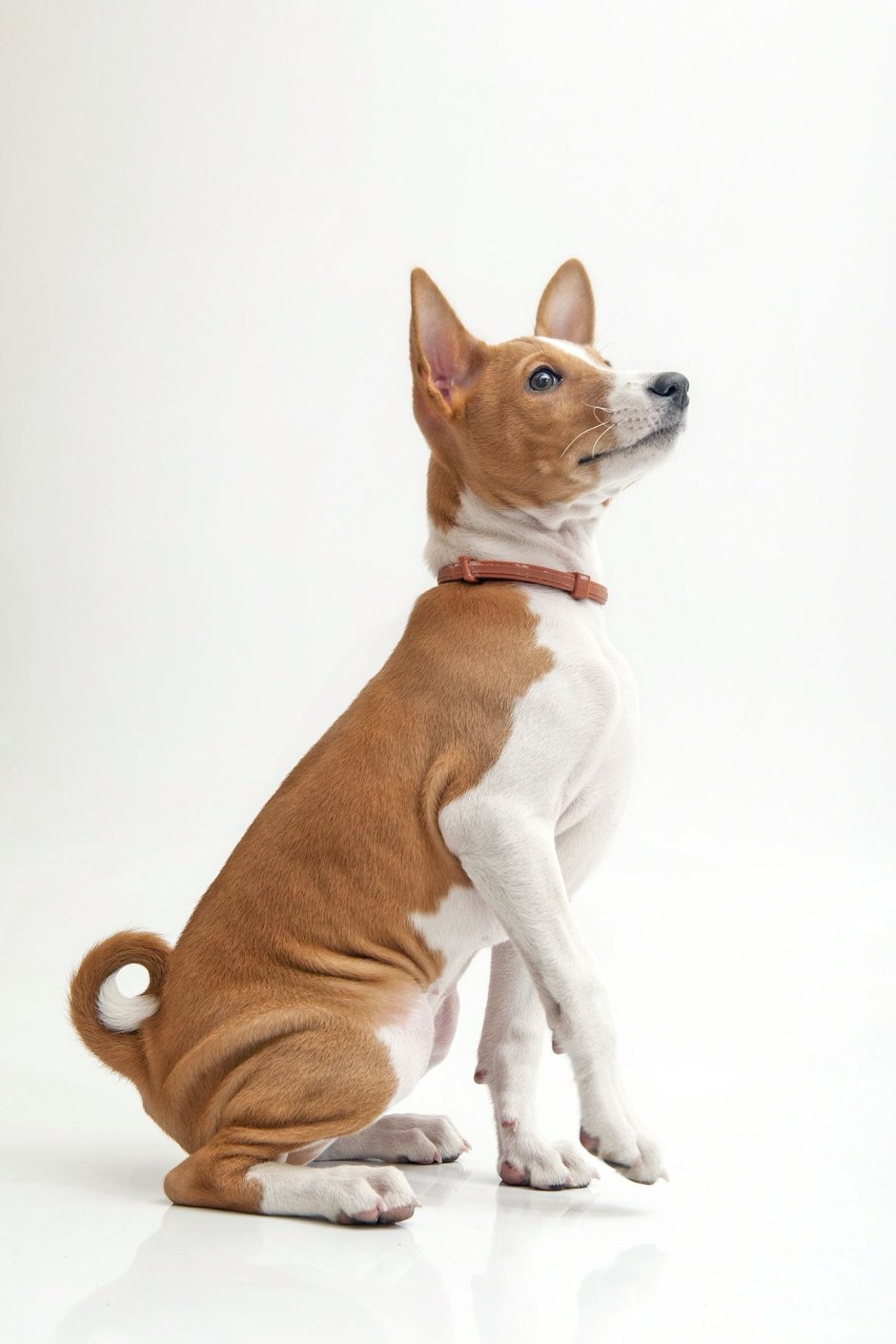 Basenji Itury Puzzle щенки