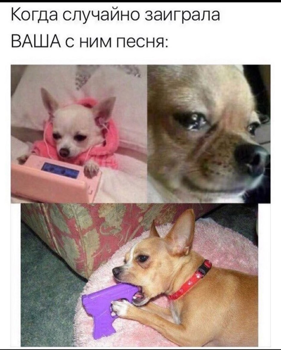 Чихуахуа приколы с надписями