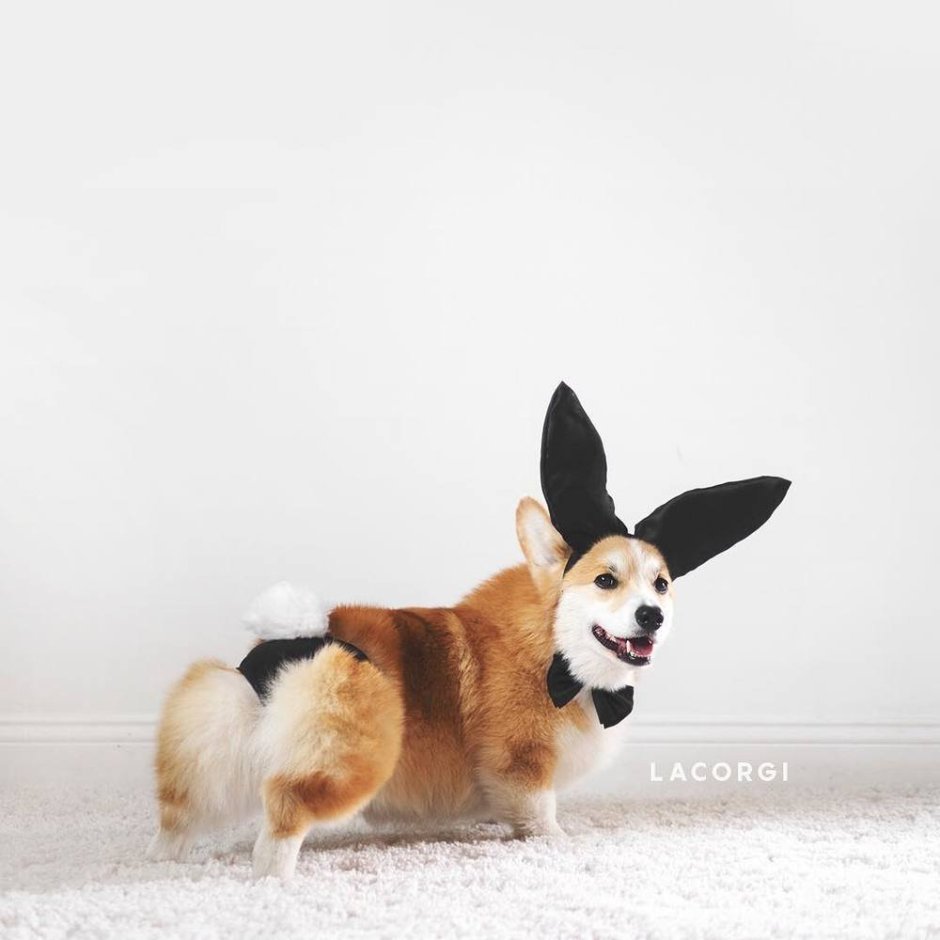 Корги хвостик