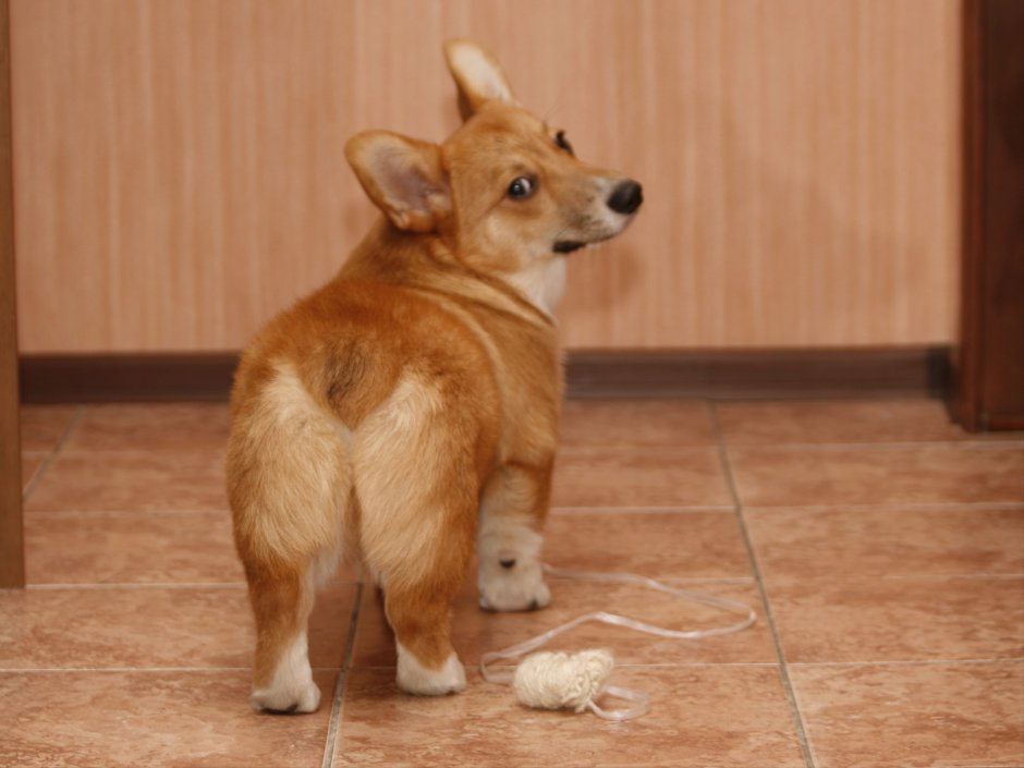 Куцехвостый корги