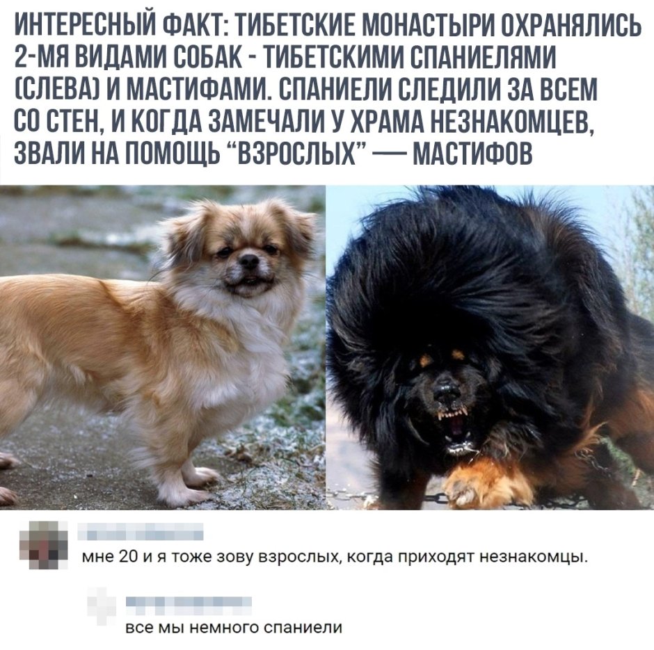Собаки в тибетских монастырях