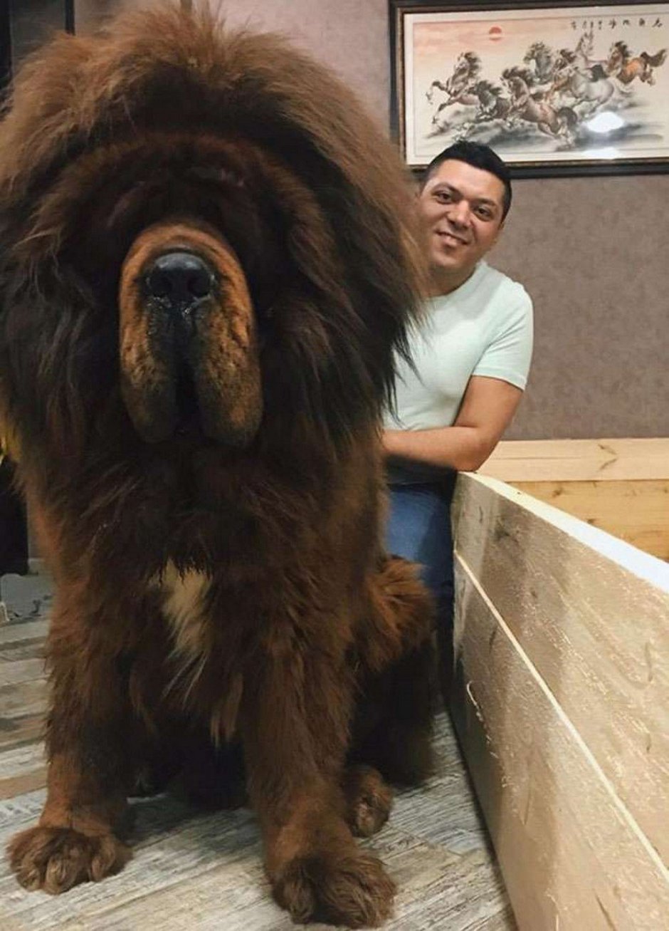 Тибетский мастиф злой