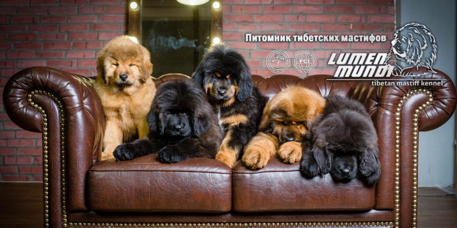 Тибетский мастиф белыйщиночек