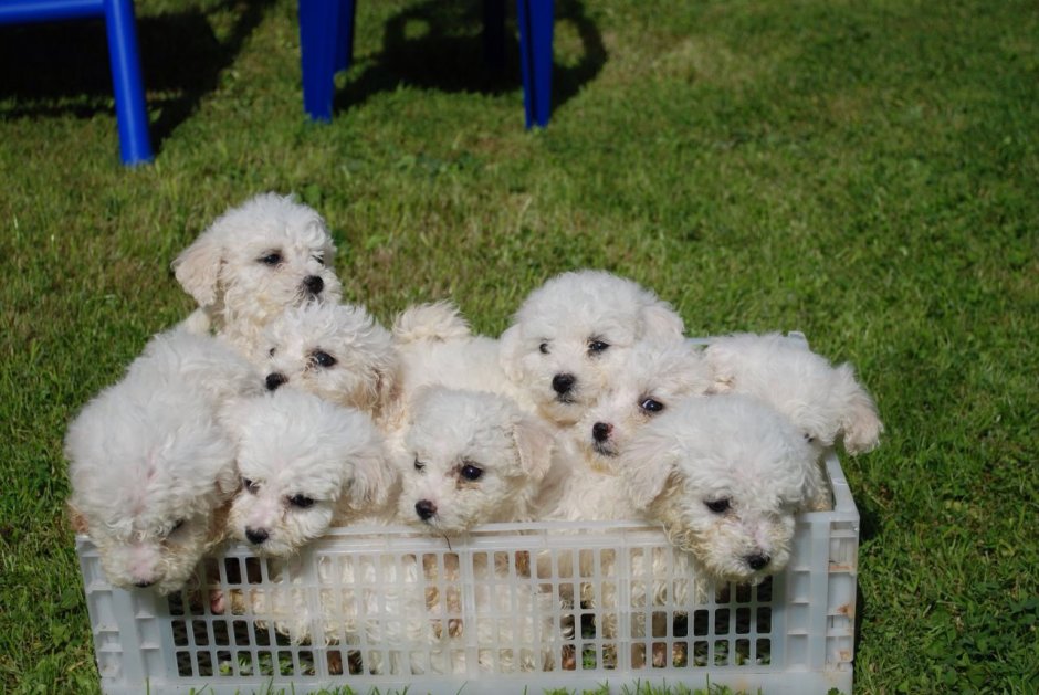 Bichon Frise Puppy