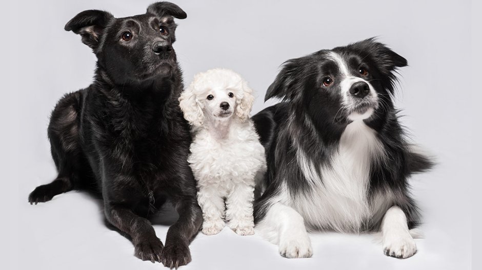 Poodle Collie Mix