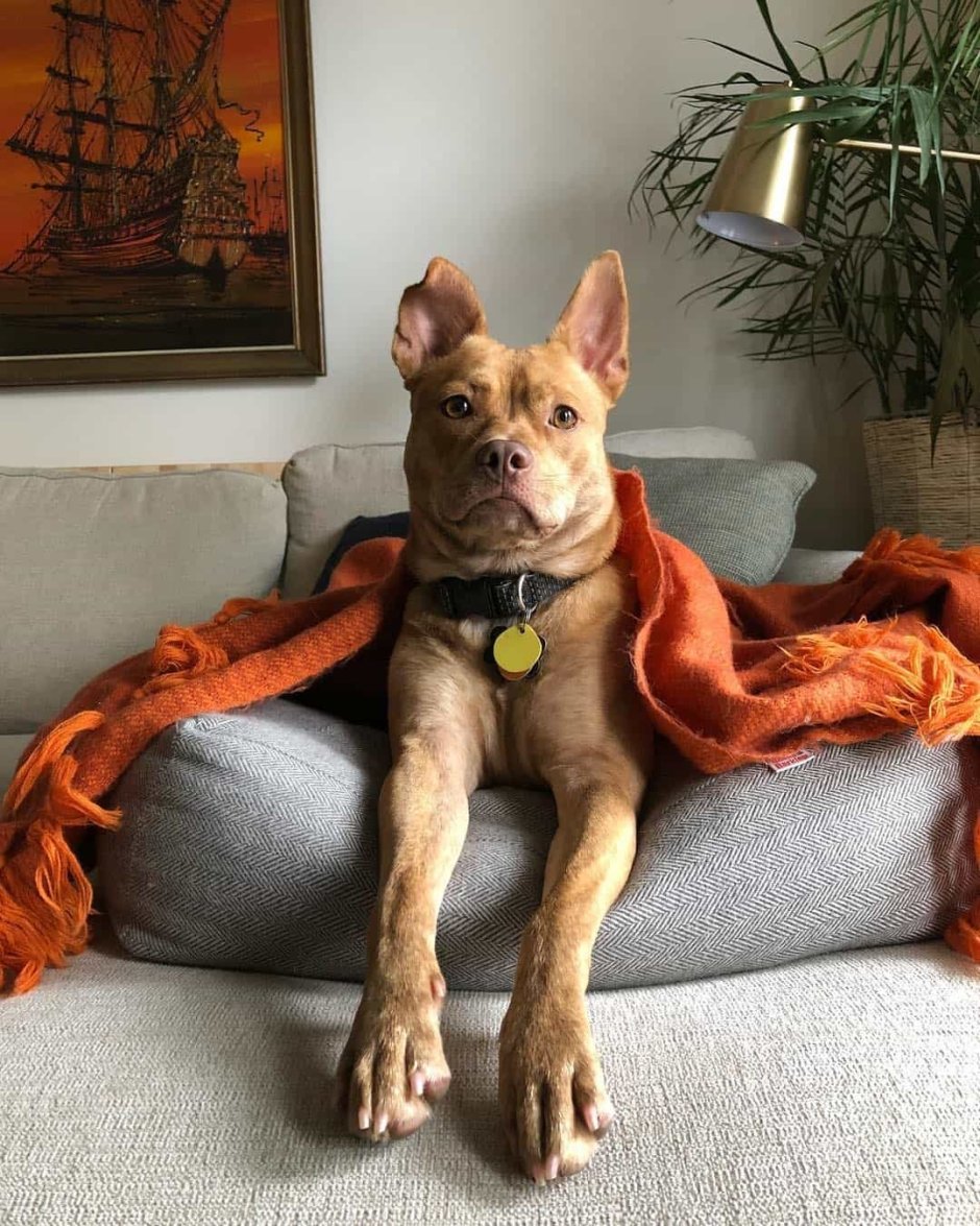 Pitbull Chihuahua