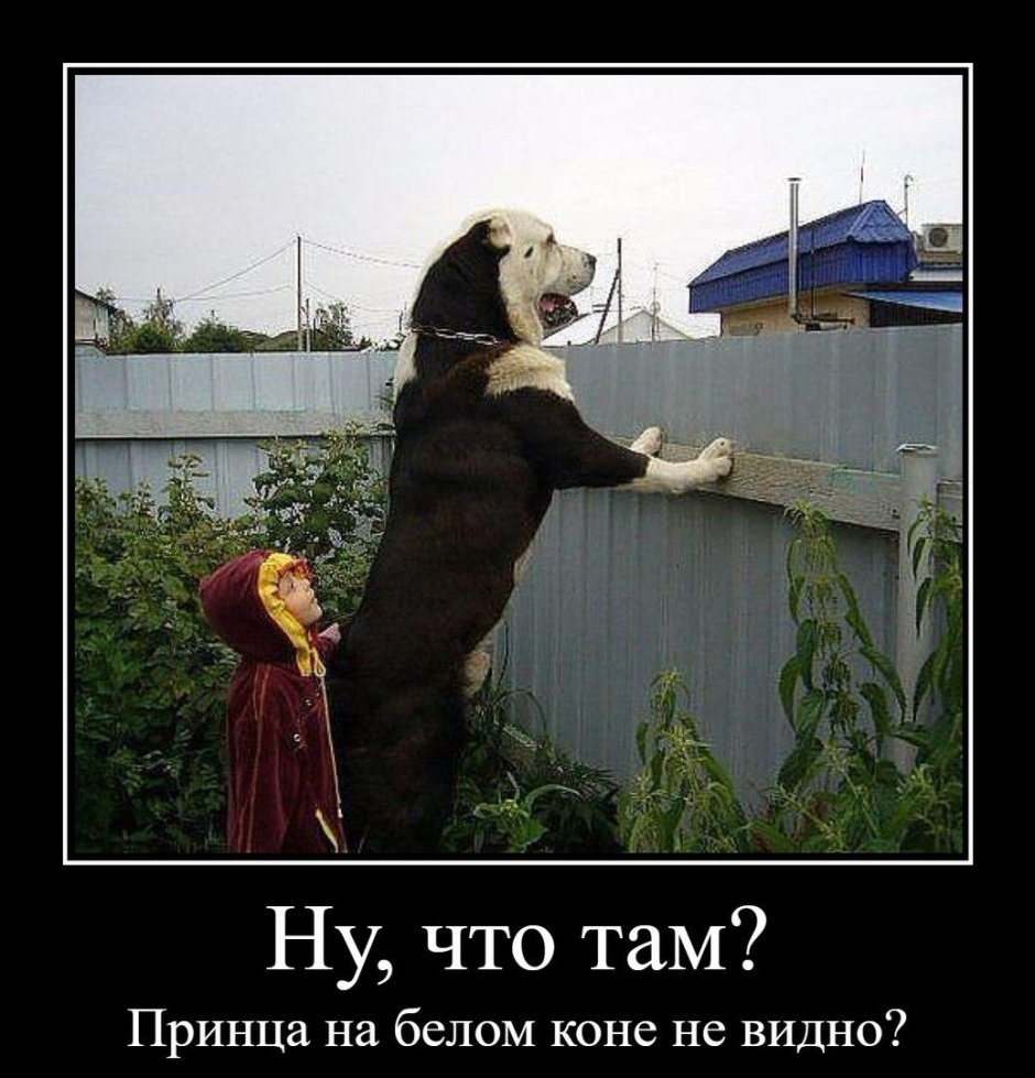 Смешные Алабаи
