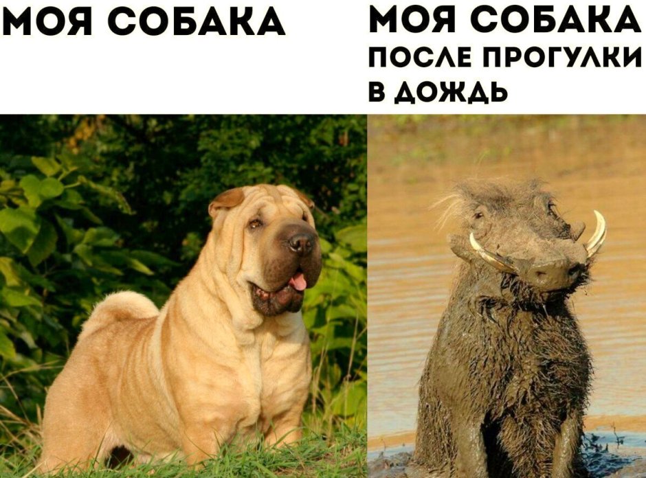 Шутки про собак