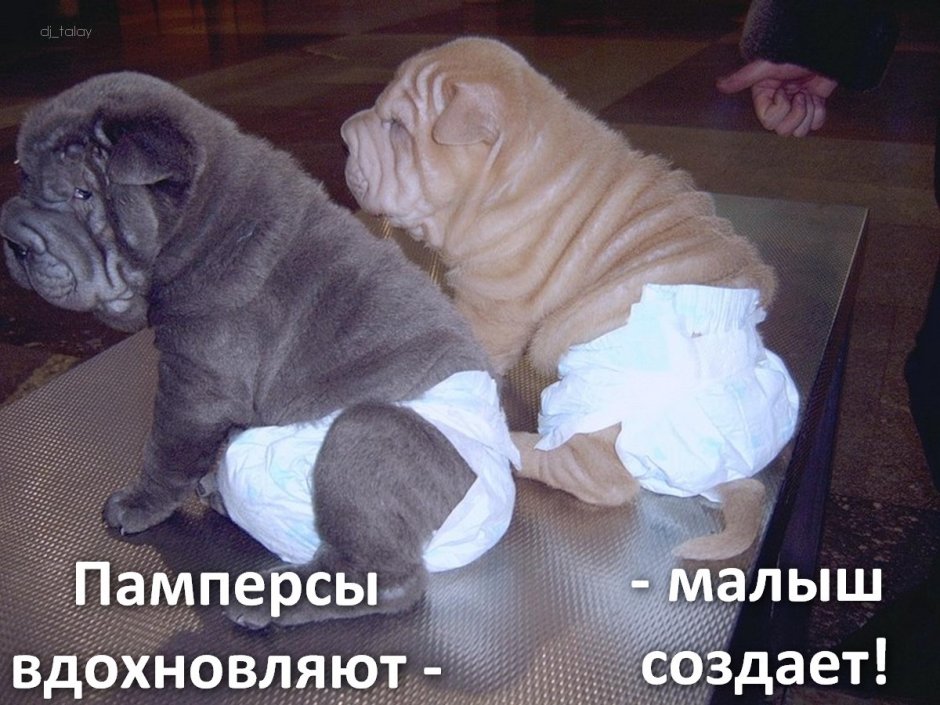 Подгузники для щенков